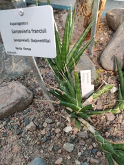 Sansevieria francisii