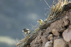Chloris spinoides