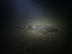 Platycephalus westraliae