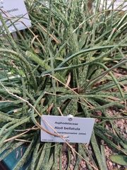 Aloe bellatula