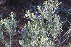 Eremophila bowmanii