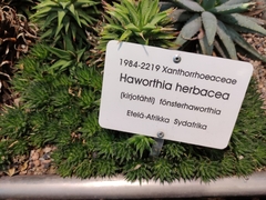 Haworthia herbacea