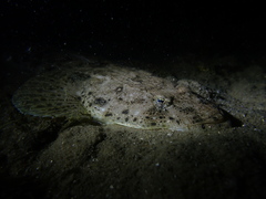 Platycephalus westraliae