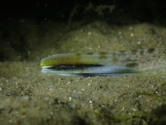 Platycephalus westraliae