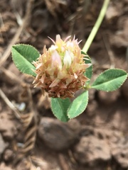 Trifolium argutum