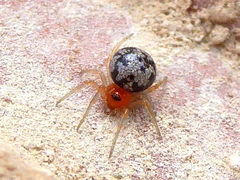 Ruborridion musivum