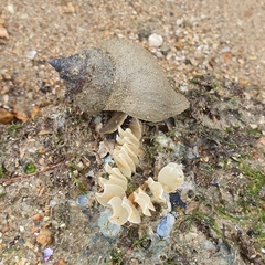 Volegalea cochlidium