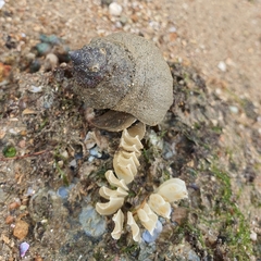 Volegalea cochlidium