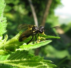 Tenthredo maculata