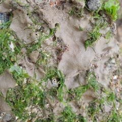 Chondrilla australiensis