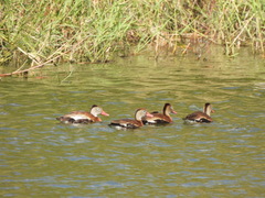 Dendrocygna autumnalis