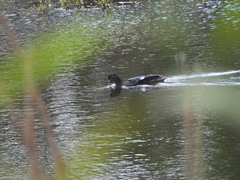 Cairina moschata domestica