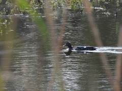 Cairina moschata domestica
