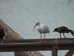 Eudocimus albus