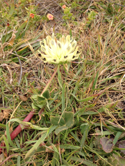 Trifolium fucatum