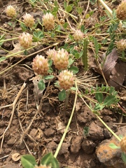 Trifolium argutum
