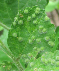 Grewia avellana