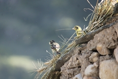 Chloris spinoides