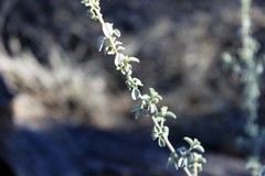 Prostanthera suborbicularis