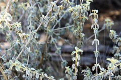 Prostanthera suborbicularis
