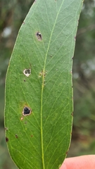 Eucalyptus capitellata
