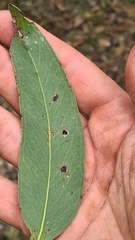 Eucalyptus capitellata