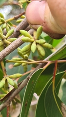 Eucalyptus capitellata