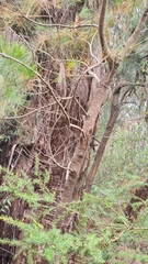 Eucalyptus capitellata