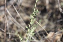 Teucrium junceum