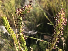 Microdon