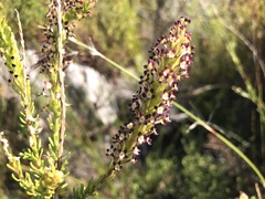 Microdon