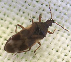 Anthocoris
