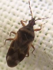 Anthocoris