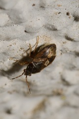 Stygnocoris