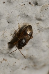 Stygnocoris
