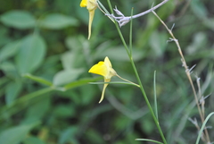 Nanorrhinum scoparium