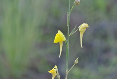 Nanorrhinum scoparium