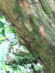 Anolis luciae