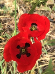 Papaver umbonatum
