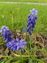 Muscari botryoides