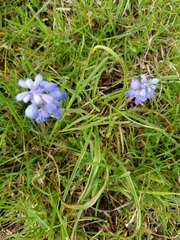 Muscari botryoides