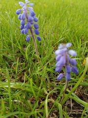 Muscari botryoides
