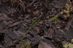 Bupleurum polyphyllum
