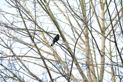Turdus merula