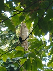 Eulampis