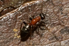 Thaumatogelis gallicus