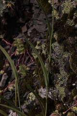 Bupleurum polyphyllum