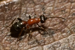 Thaumatogelis gallicus