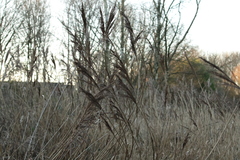 Phragmites australis