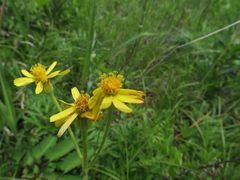 Tephroseris kirilowii